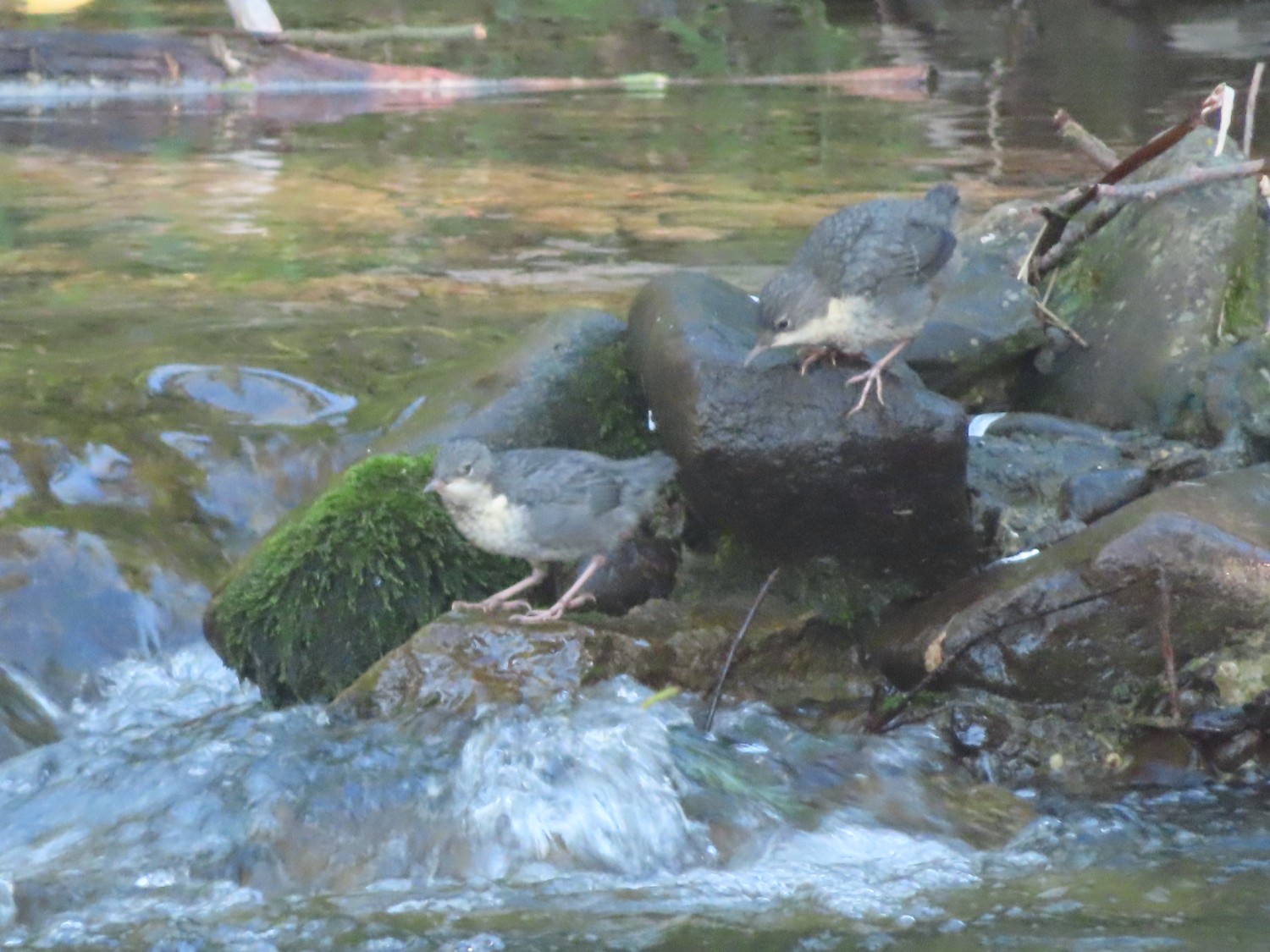 livebirdspoland_0cf74e1b2cfe8e5e097d8076d548dd7b.jpg