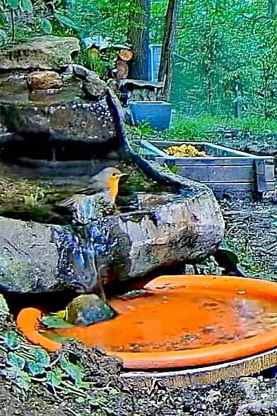 livebirdspoland_9b20a48ff278e9c4f17c70b64d2f9bf4.jpg