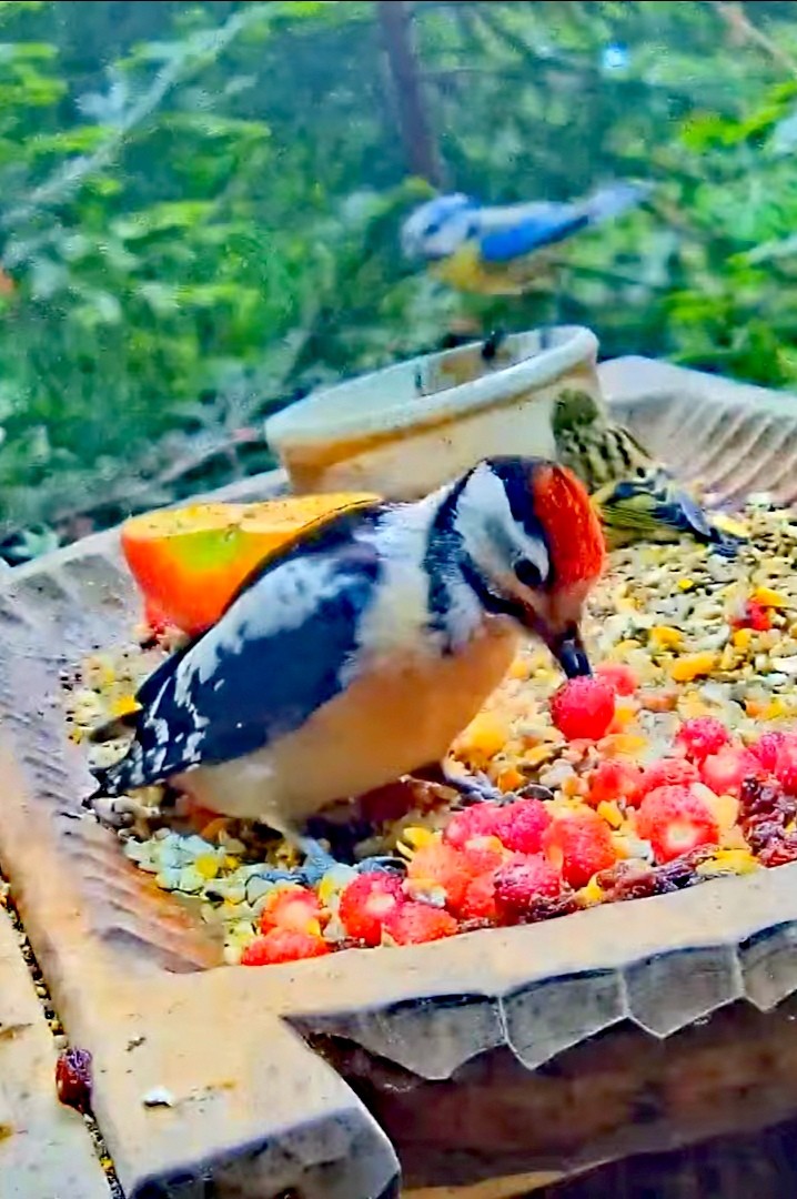 livebirdspoland_87d61c4c11700fc8557632ef14ab55a6.jpg