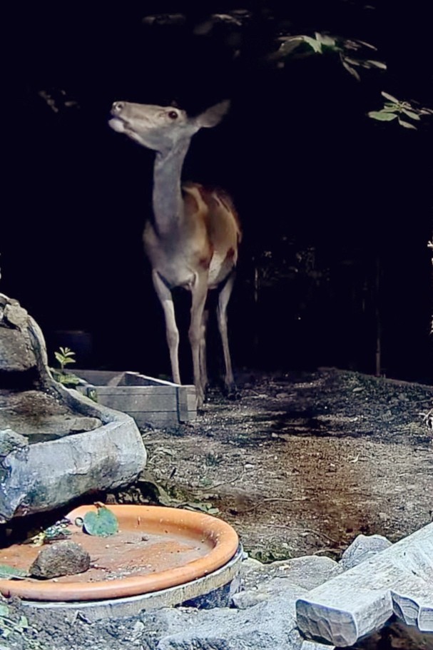 livebirdspoland_3000bc27e0549904bdd0dcd1c88d66fc.jpg