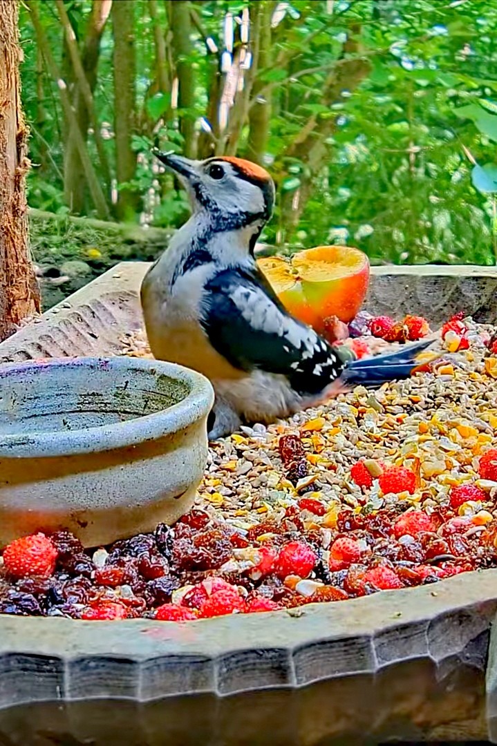 livebirdspoland_9ef63b1f1117dadfcdd69fcd15f12311.jpg