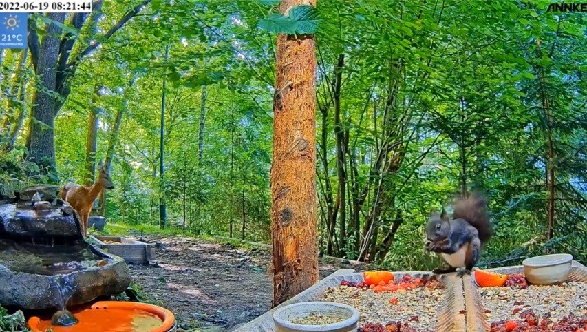 livebirdspoland_ce4629f96c4d6fc30f85406aa08054ca.jpg