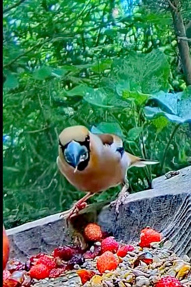 livebirdspoland_1819c1c3e63eea11521862b036c43f37.jpg