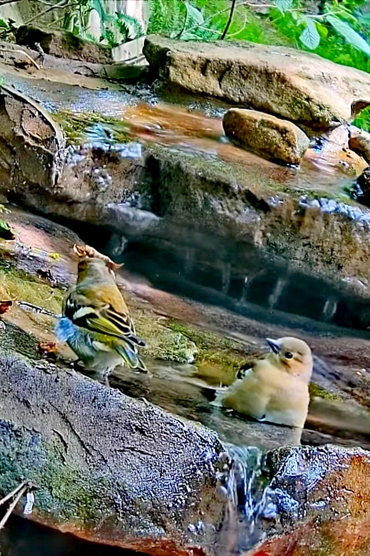 livebirdspoland_6e520de6ebbf0d13fd9a96f57e9e8b12.jpg