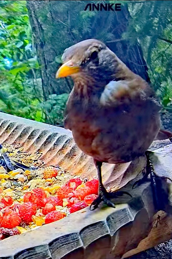 livebirdspoland_668879817789be03d7e827c3dbffd41a.jpg