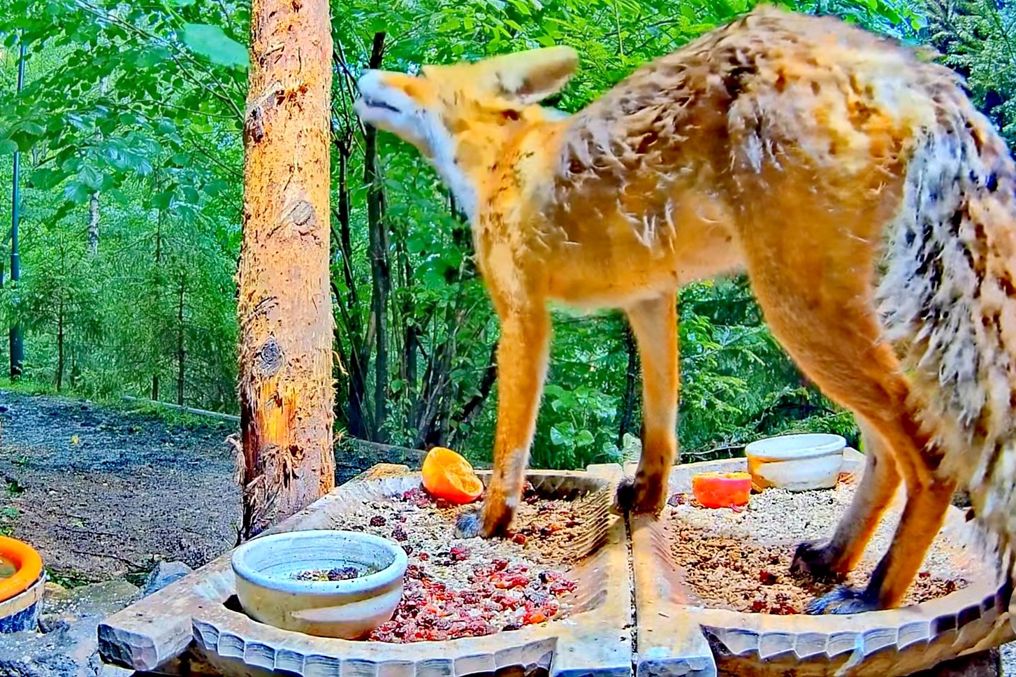 livebirdspoland_5b76a7f9e98902f0c4e78f662e2fedc6.jpg