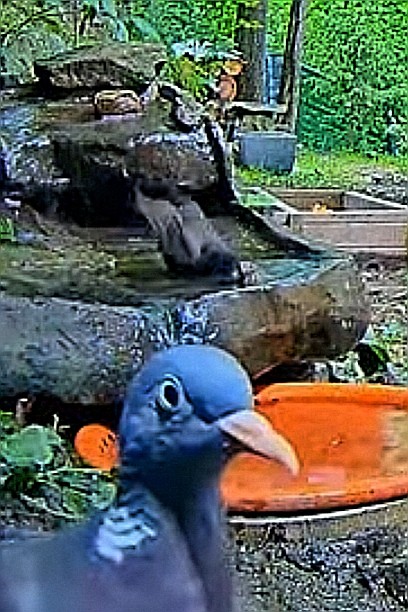 livebirdspoland_c5bcc685cbde005e8825ee65191ad296.jpg