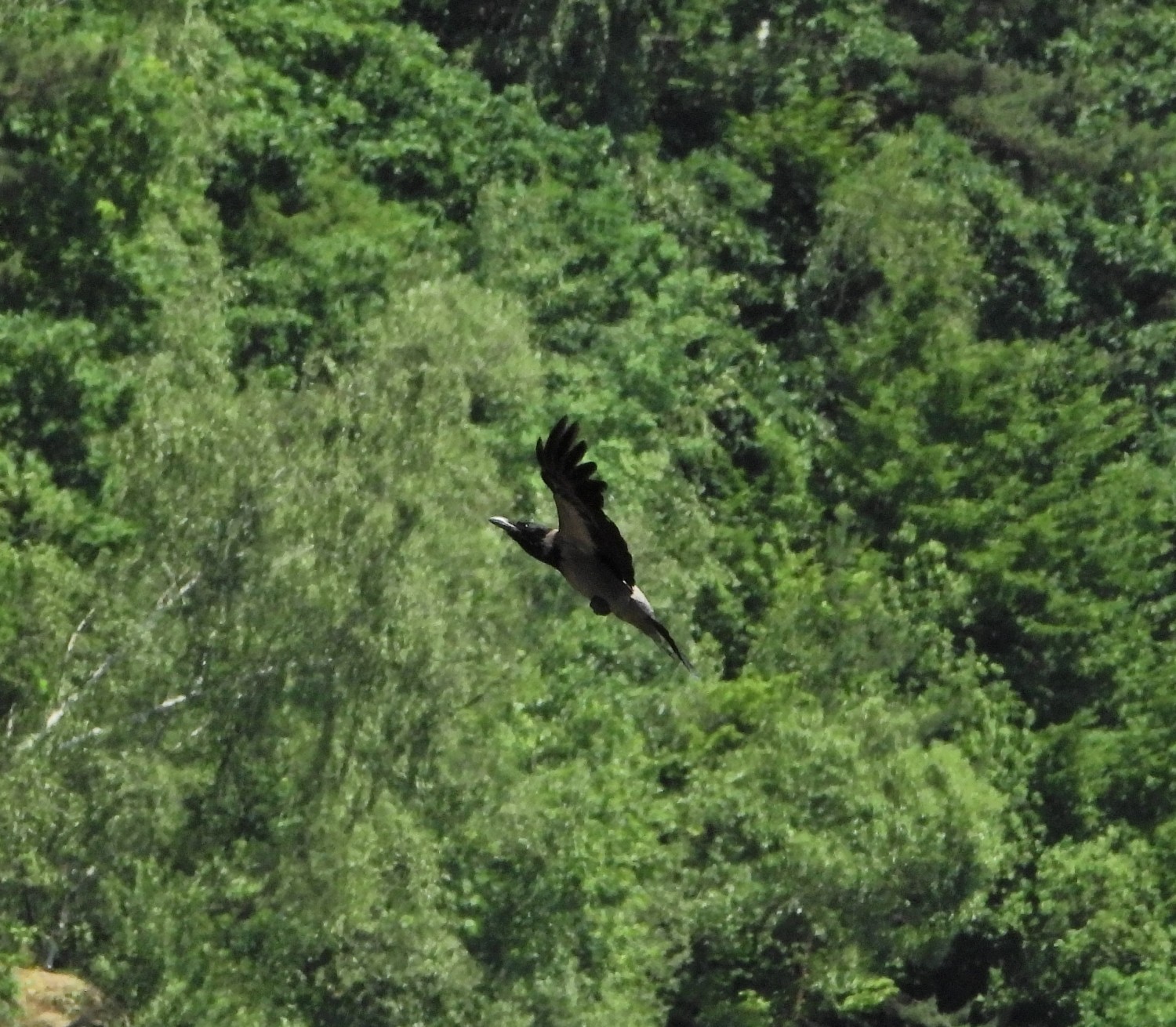 livebirdspoland_f3a0489613ecc2231b0e583c50f3c746.jpg