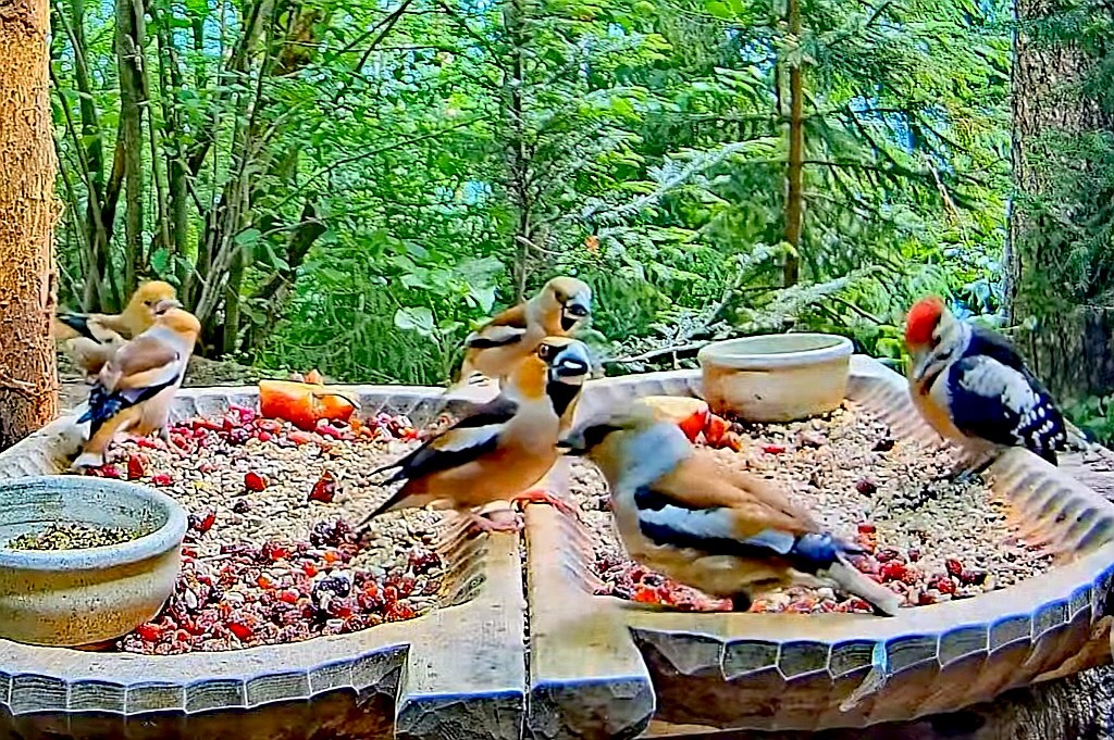 livebirdspoland_9ed316694559d3d9e8991b76f3bf614e.jpg