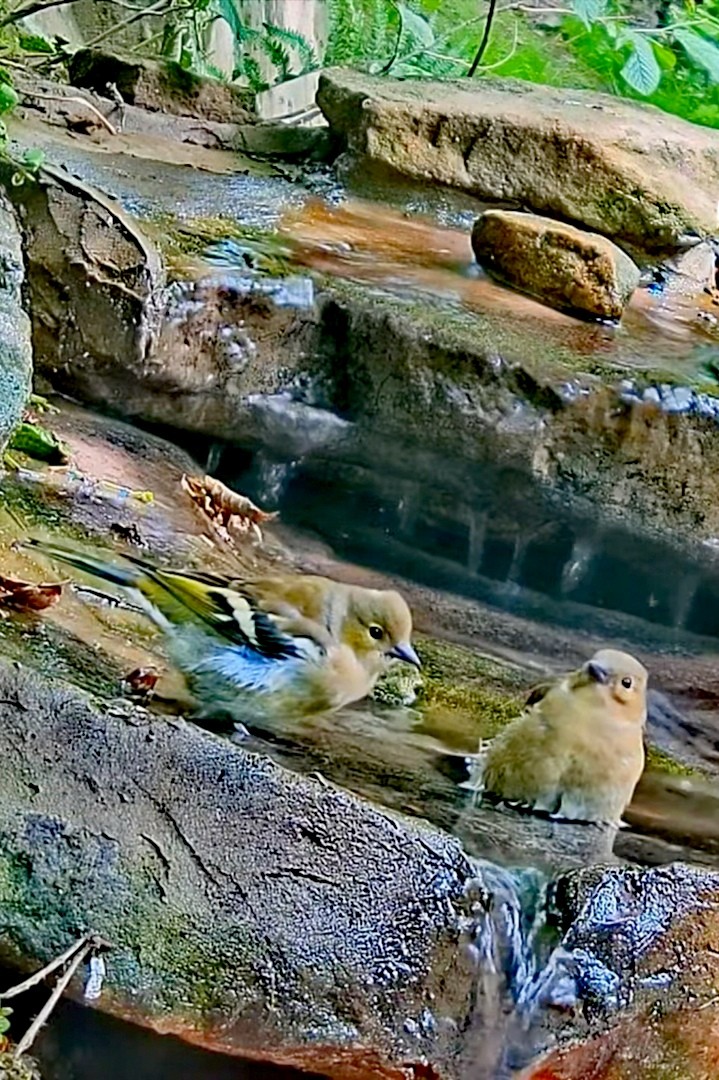 livebirdspoland_b714c82b3b9beb6260123cf554859c3e.jpg