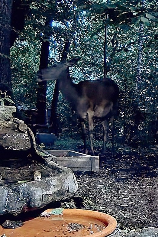 livebirdspoland_81a7f7f868702ec8463d1d4b9150e50d.jpg