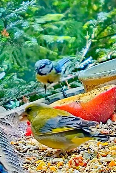 livebirdspoland_5df55765fbe210b3ff216d83da800397.jpg