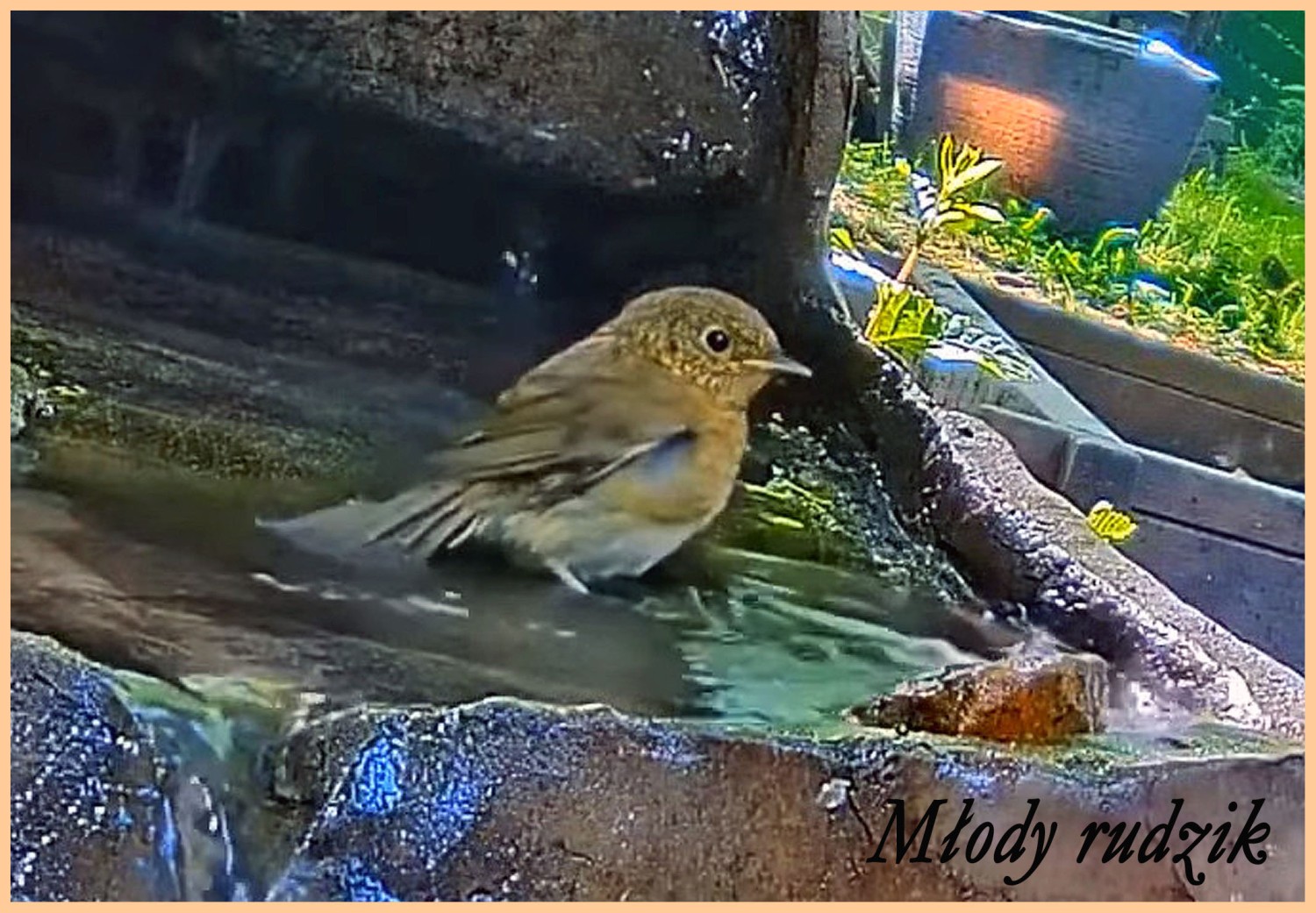 livebirdspoland_982605edca79f24de896c53a765289dc.jpg