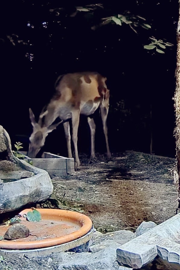 livebirdspoland_987b8714fba69b561af24ff5983023f4.jpg
