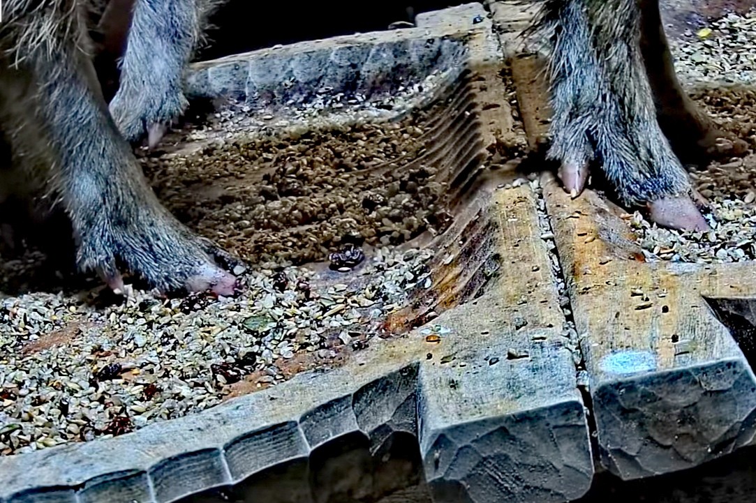 livebirdspoland_9e4d9d874e50252734af0cb33834228b.jpg