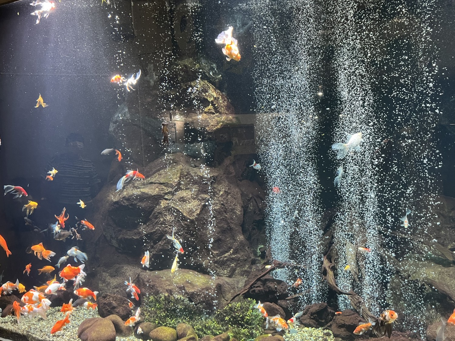 livebirdspoland_cde7a023705b3947b558799a78666c32.jpg