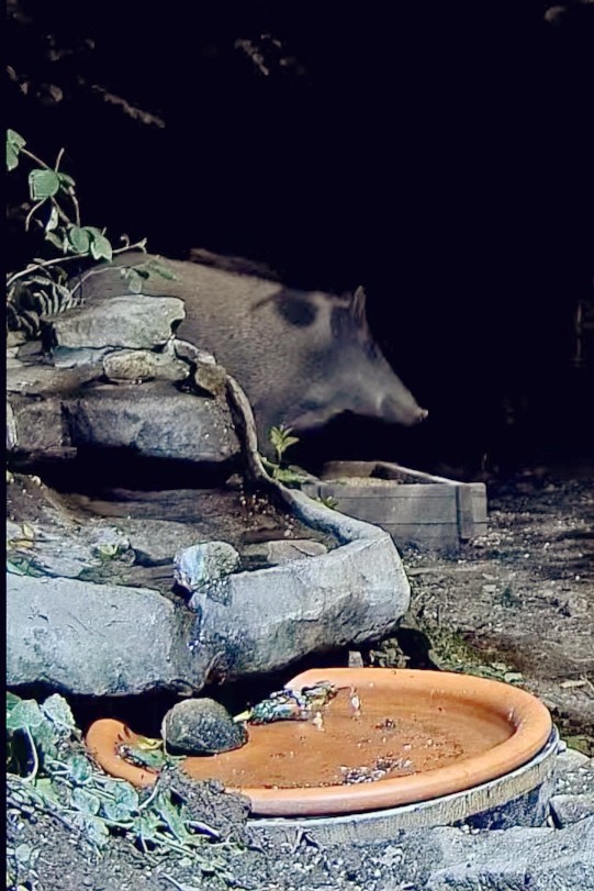 livebirdspoland_d56bf12ffd8d2bc3a80fd860e51c3fbb.jpg