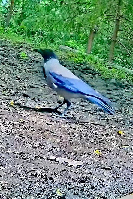 livebirdspoland_858ab7f3aa0f33aae1685f548a1e9554.jpg