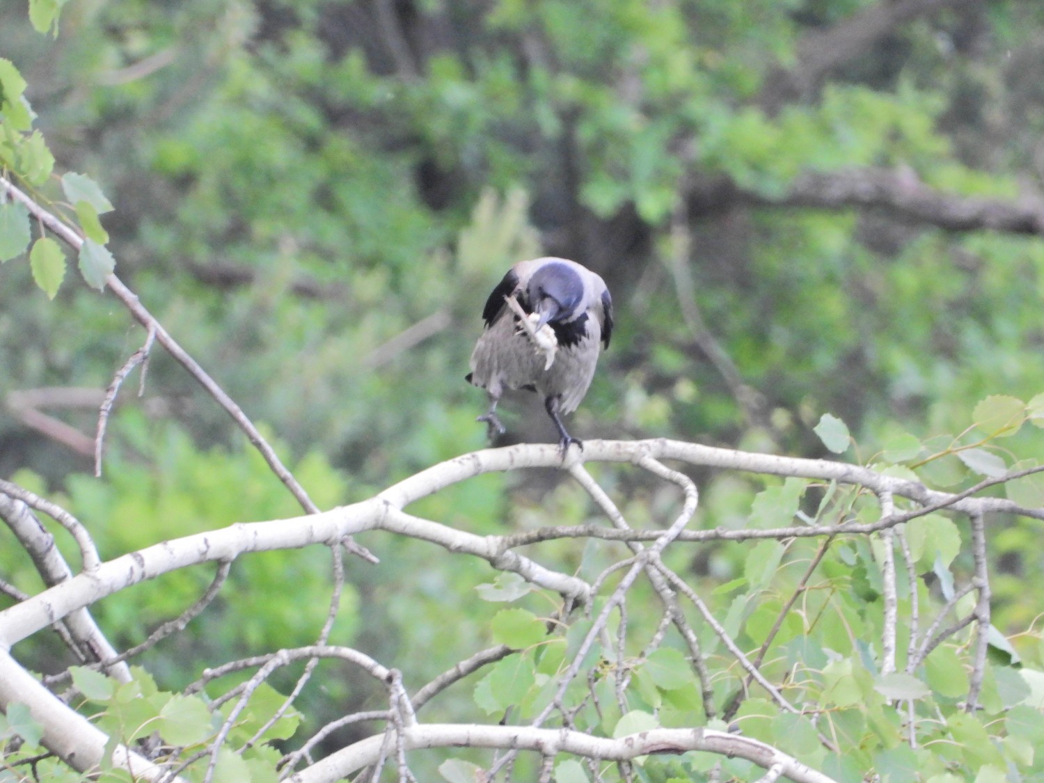 livebirdspoland_c1c39d3b1f972086cfe06cd1187eaa75.jpg