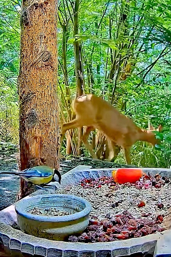 livebirdspoland_dcf6e9513f9e359a5d1d6f62b7679d00.jpg