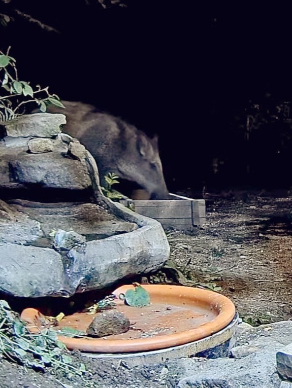 livebirdspoland_f7a15f44b71af528bcb5416639625b5d.jpg