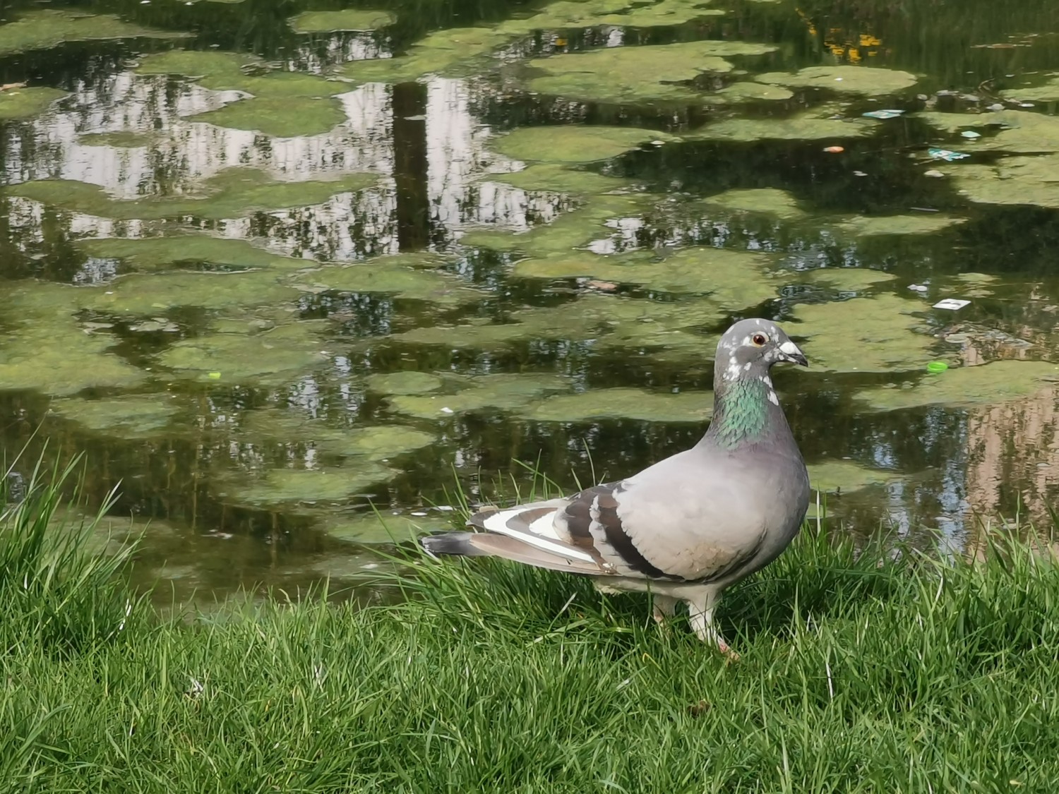 livebirdspoland_29639aee592ccc6d2834c923f5ee95c3.jpg