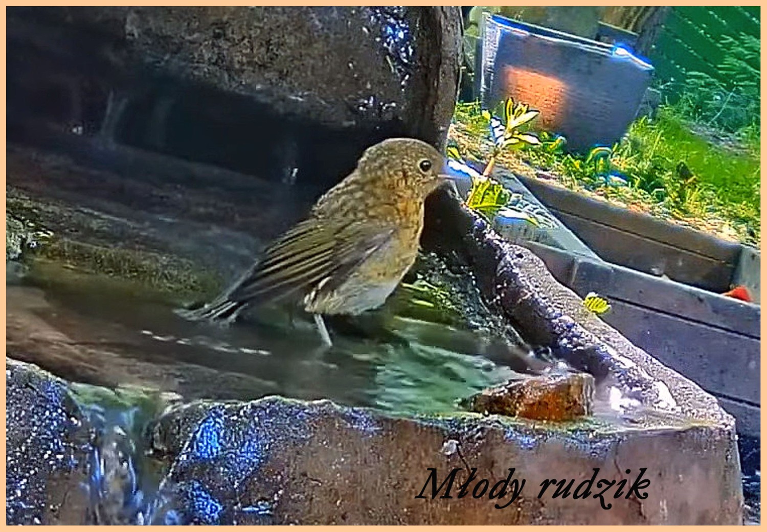 livebirdspoland_2534cc1aac046b69d816f15e5e81db8a.jpg