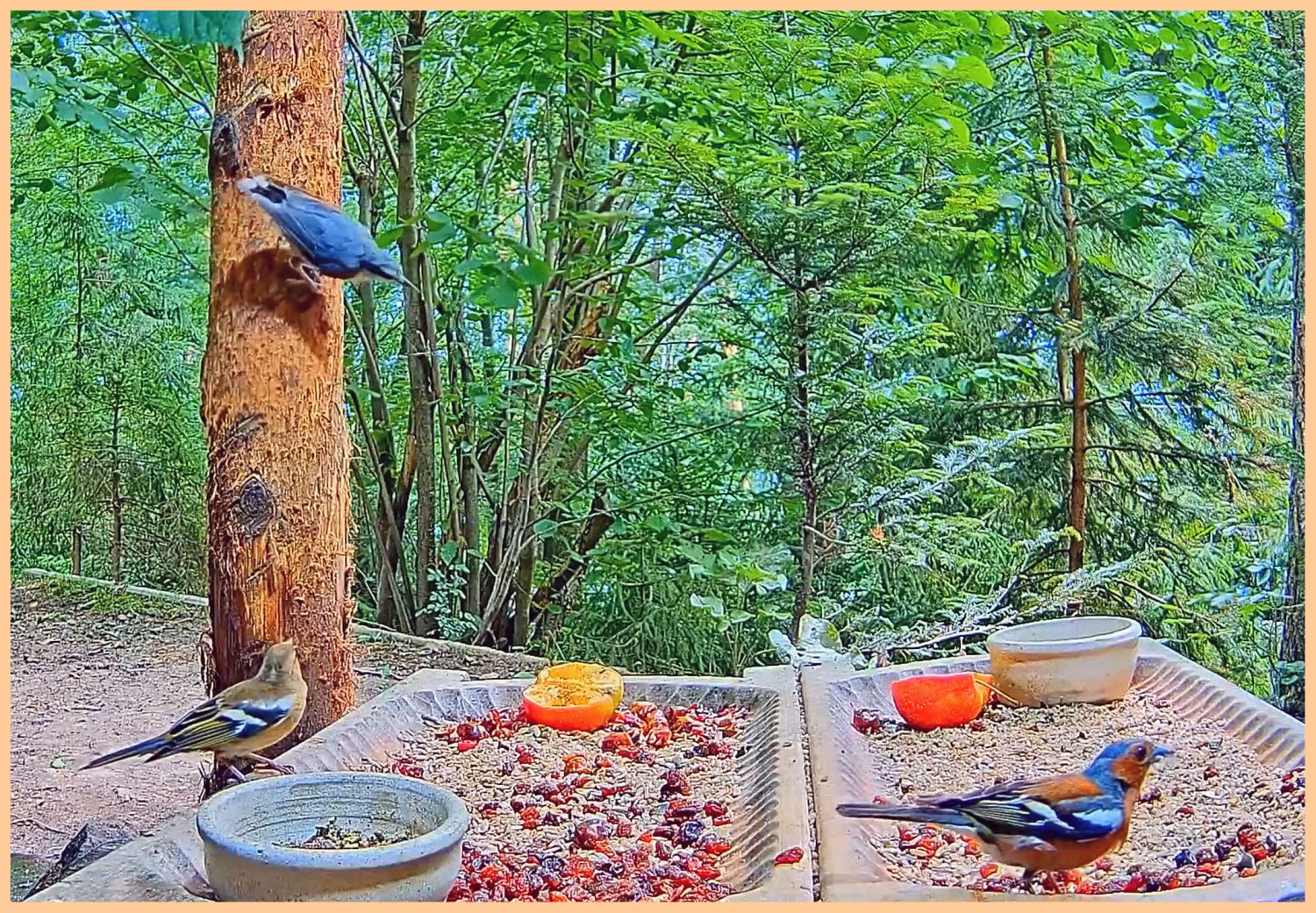 livebirdspoland_1ce79a8d27de0ae1bf2af37bf6330d1f.jpg