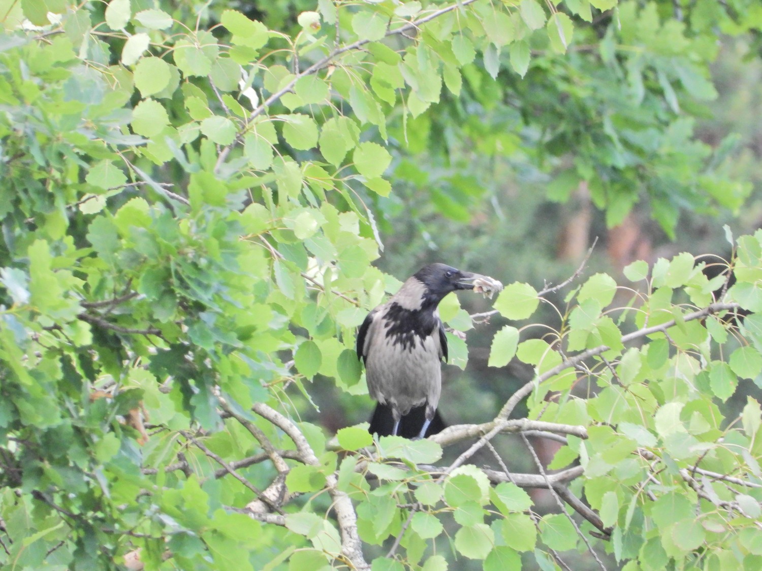 livebirdspoland_321c61f725216853830de342fe87354f.jpg