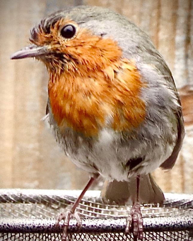 livebirdspoland_660af3fbd40fe81122b19cb136dbf0de.jpg