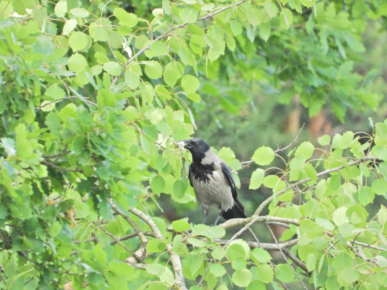 livebirdspoland_7978790e2d61d76fbb72355fa8ad6cdc.jpg