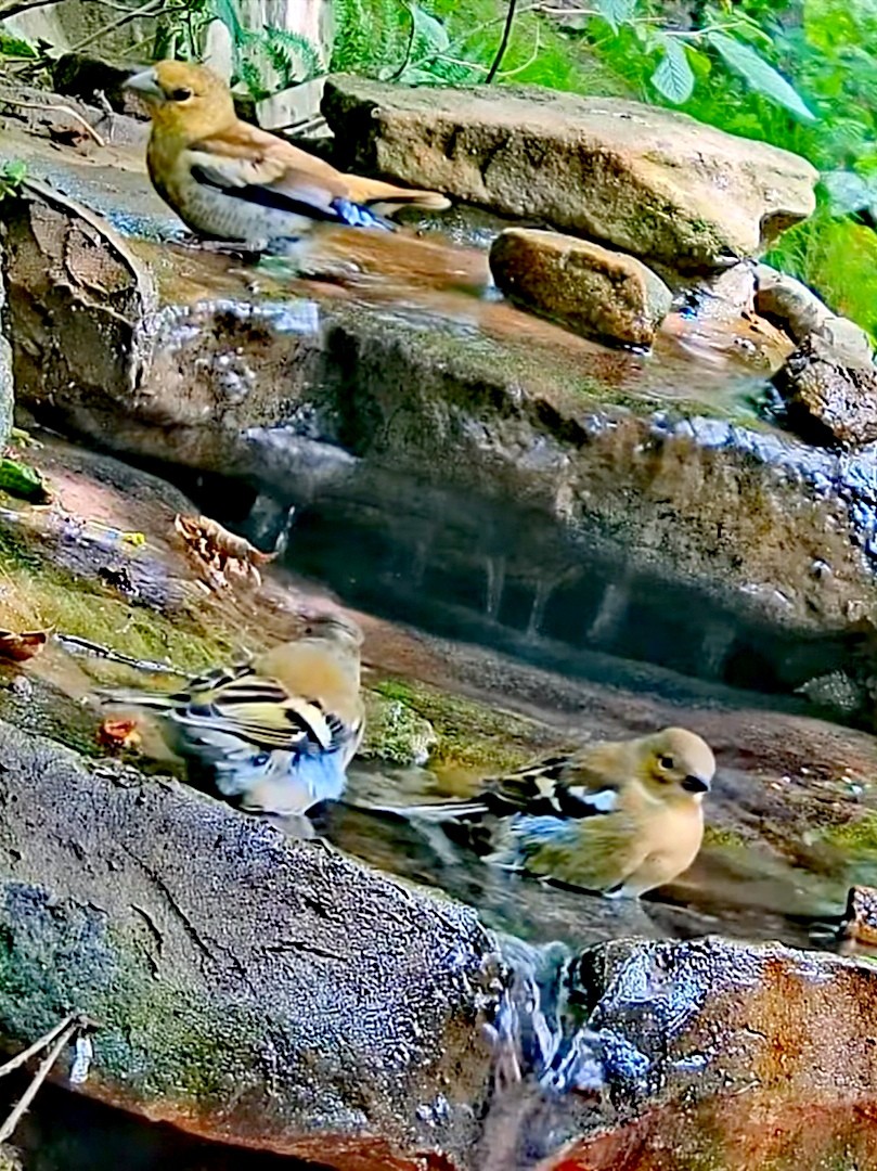 livebirdspoland_f4b2bf7306d76226c8e1ae0966d37998.jpg