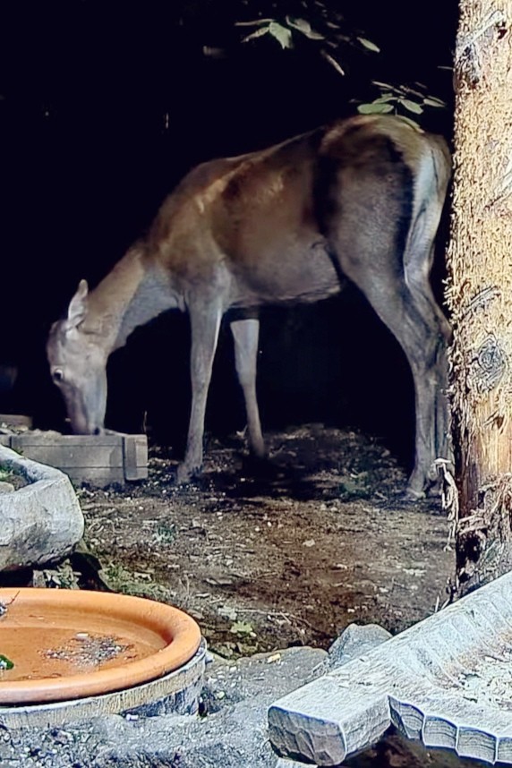 livebirdspoland_fd07af5f5006d7c390328e3c889aae92.jpg