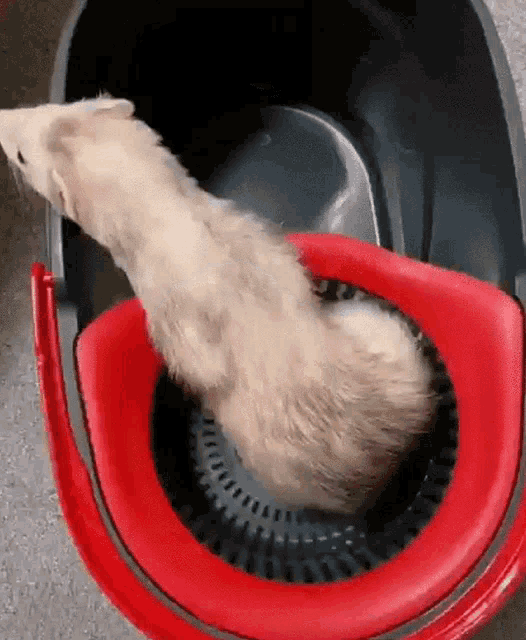 livebirdspoland_3238c520901a5d2358c08afe6fcab338.gif