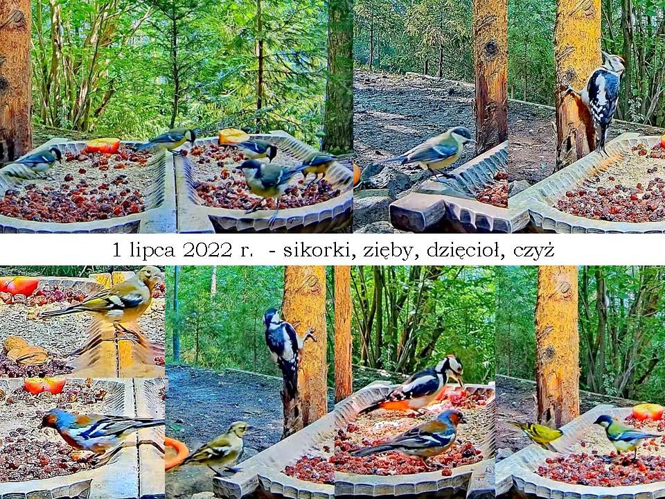 livebirdspoland_54b213e6f90704ef2fae76aae1b6d7e9.jpg