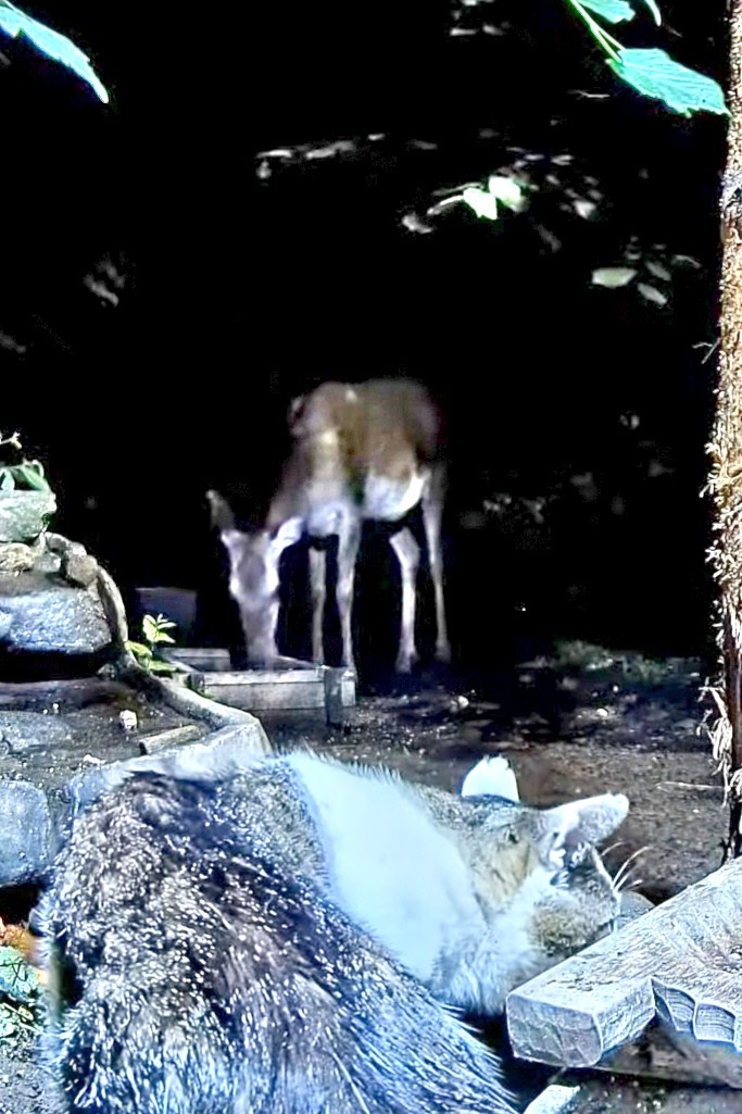 livebirdspoland_18b1d14827e9ff2325d5e885a6e14475.jpg