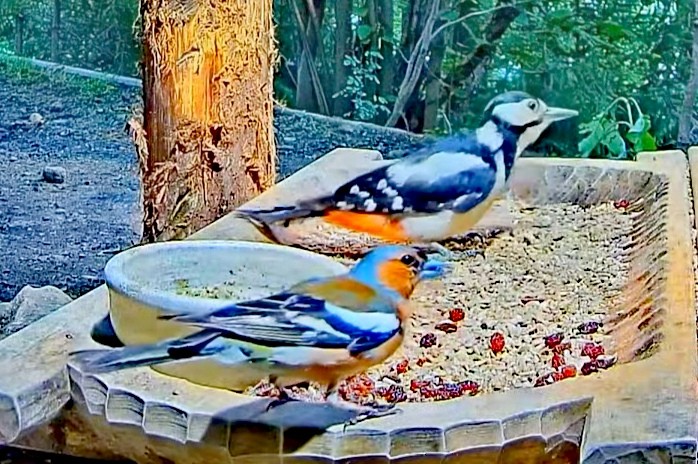 livebirdspoland_85f6c404f09200c2568a7d30f17925e1.jpg