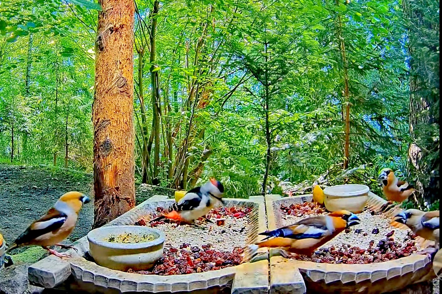 livebirdspoland_15356fc7d1755df10bddc581ef5468e6.jpg