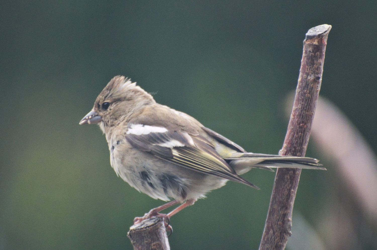 livebirdspoland_7c055d5f862074a62c31403bf7fd5cc0.jpg