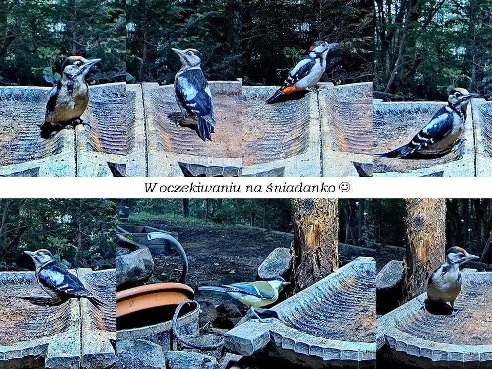 livebirdspoland_a22b6c95be14ab9a63568a7f74f34b00.jpg