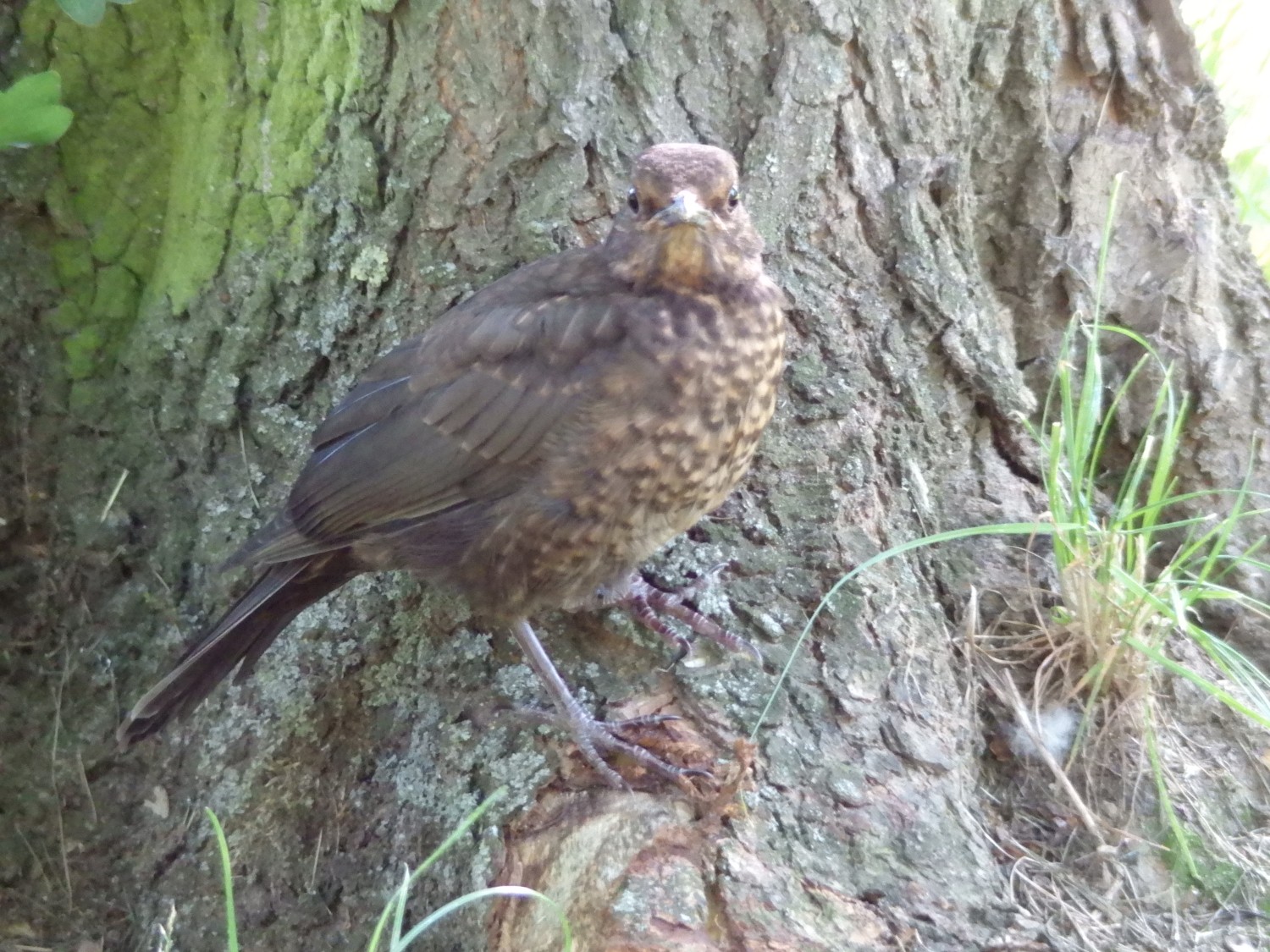 livebirdspoland_5baf4ce114d172eac1194e80bea496e3.jpg