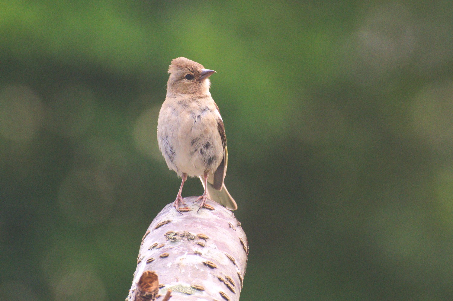 livebirdspoland_2283f1e5164cc0b7ac39f929faa442cb.jpg