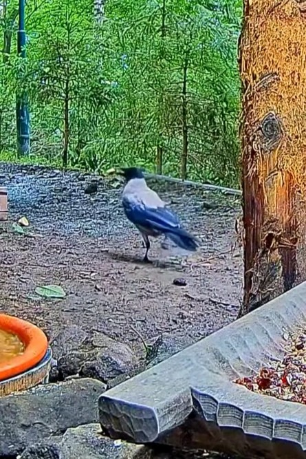livebirdspoland_5e695ea19199c3560370d54e1381c26a.jpg