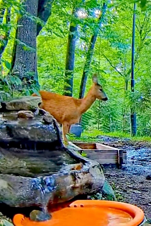 livebirdspoland_0ce51d6d343c17da7c8ea83d23c789bb.jpg