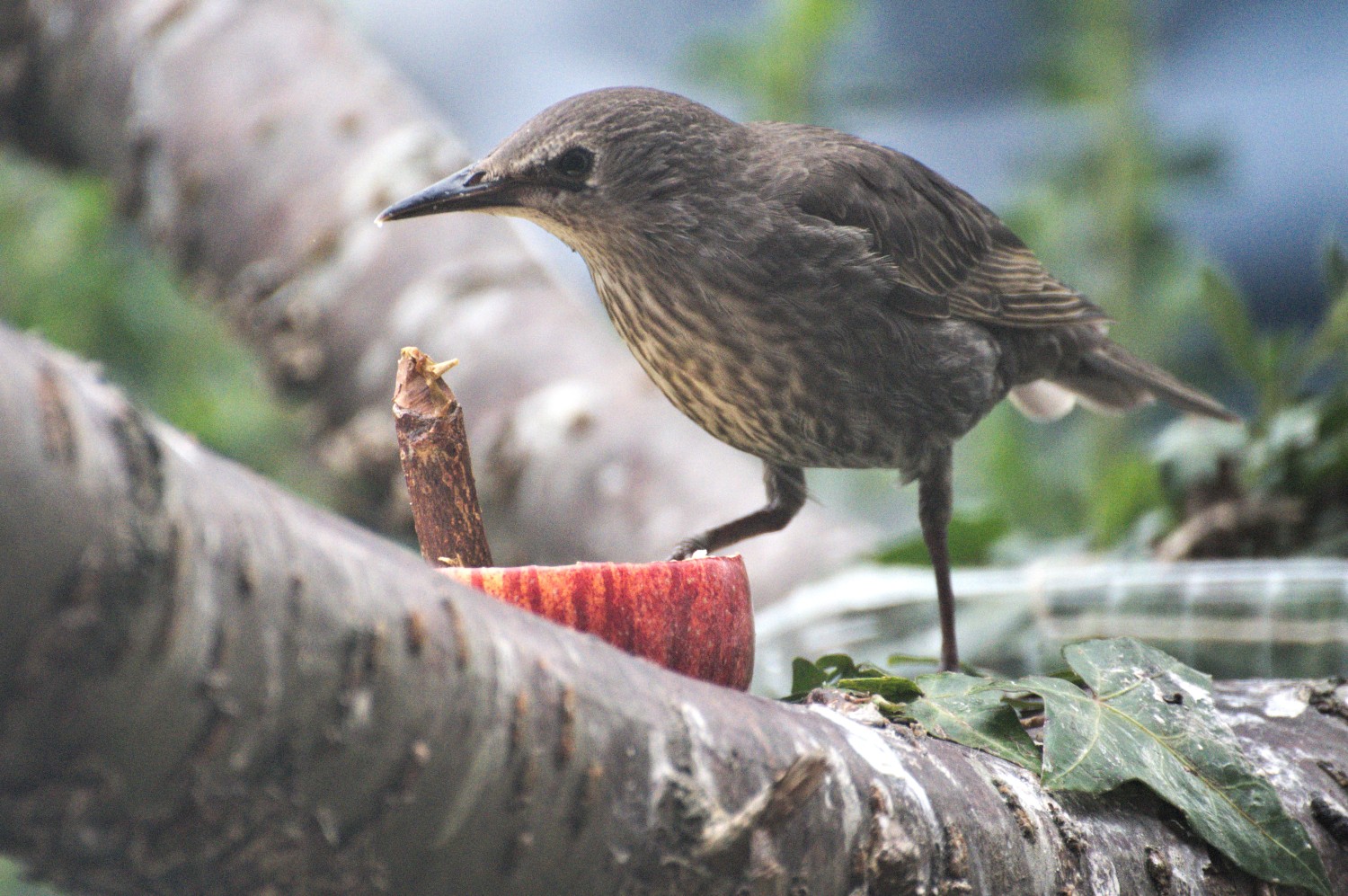 livebirdspoland_ac91ae589b83319916eb405cd1138674.jpg