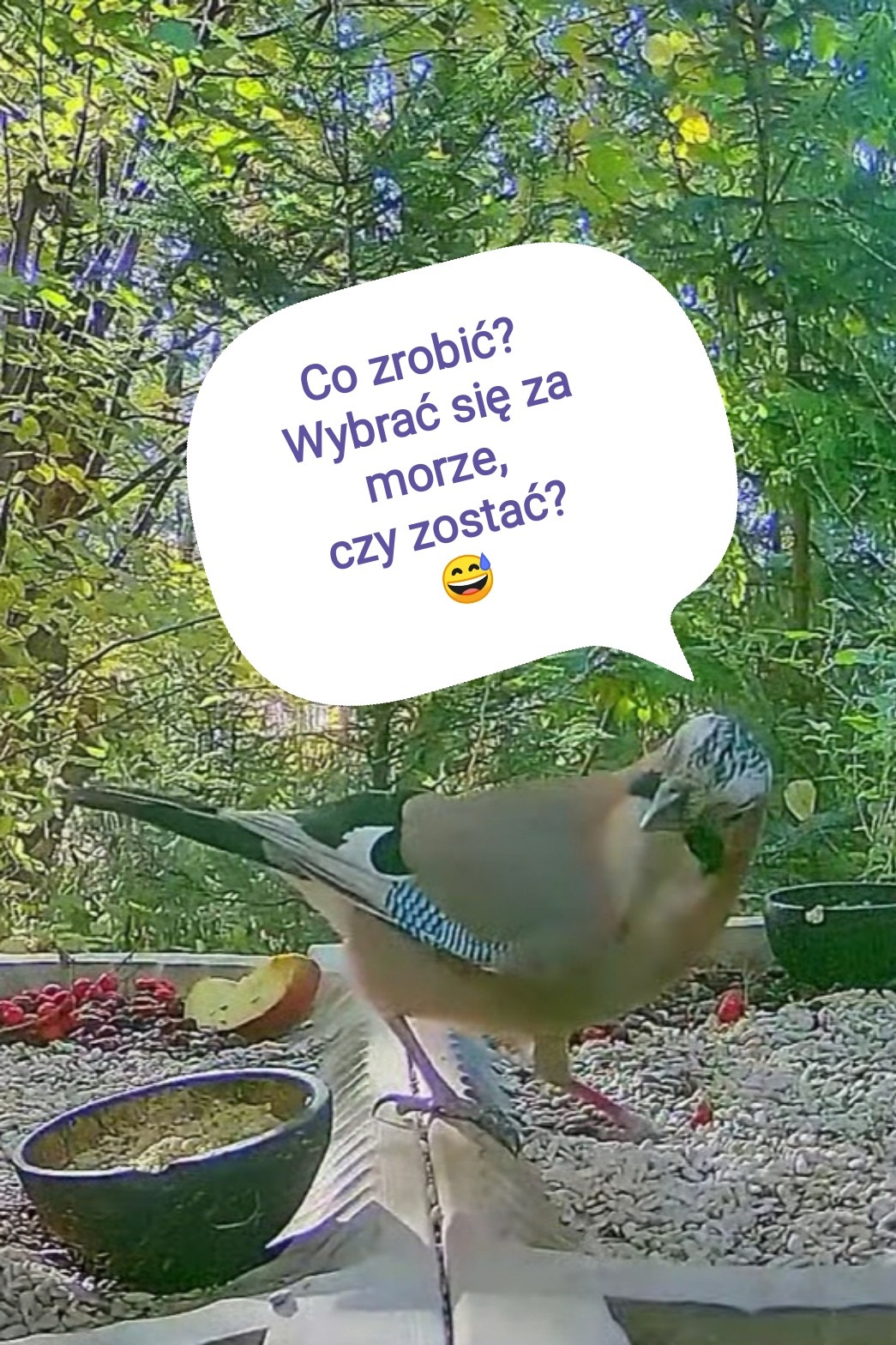 livebirdspoland_a797cad5c9a47049d592dbe89496f3fa.jpg