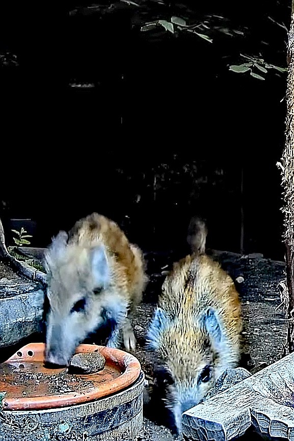 livebirdspoland_2d9fbd89300b50024eb7a7282de3e554.jpg