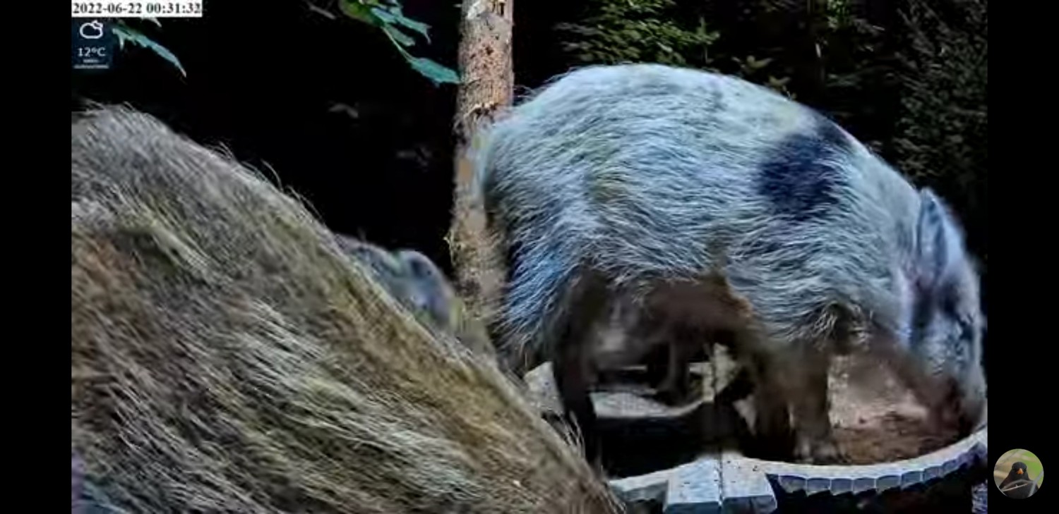 livebirdspoland_1e622bdf2587b6226e3f4231ab253e69.jpg