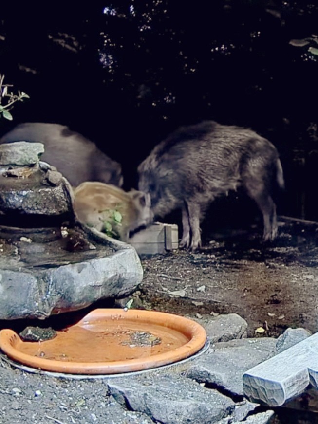 livebirdspoland_1aede3a4d11e9927112ba5cb1a1e3366.jpg