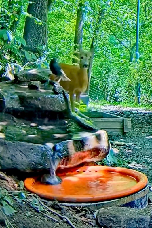 livebirdspoland_8417ee776948e3b0095fa02b2167afaa.jpg